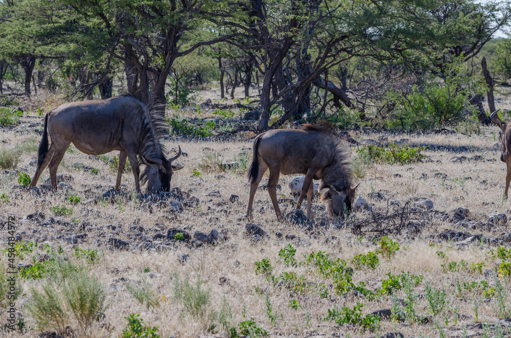 Wildtiere in Südafrika Wildtiere in Südafrika
