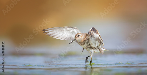 Calidris alpina it lands on the surface and has wings like an angel. photo