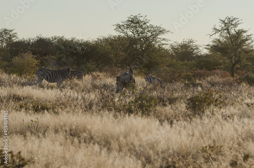 Zebra in S  dafrika