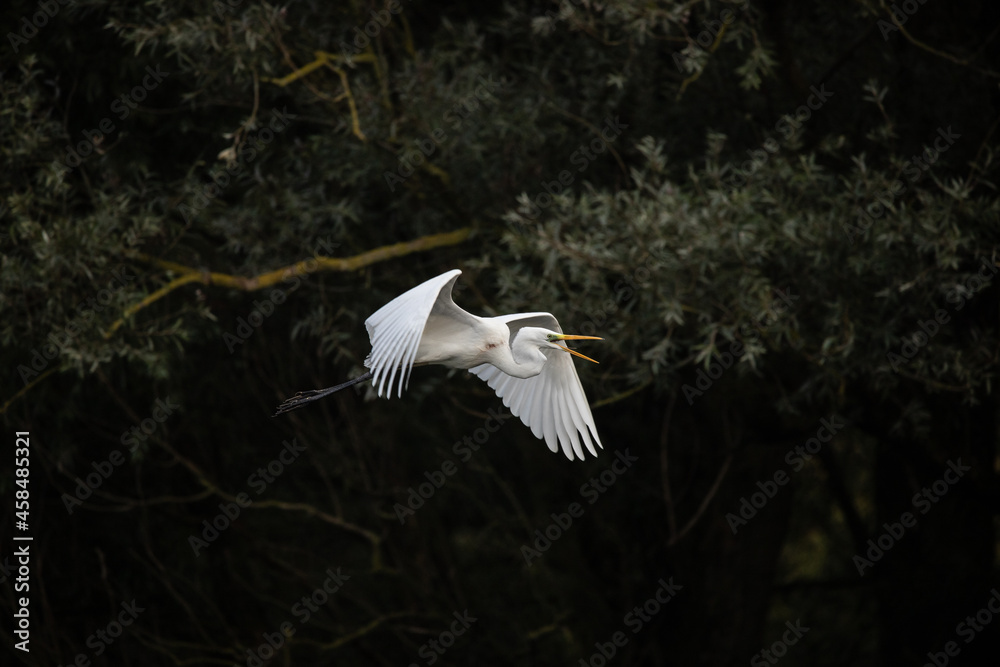 snowy egret in flight - obrazy, fototapety, plakaty 
