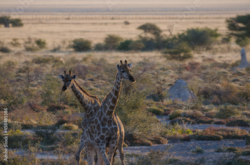 Zwei wilde Giraffen kreuzen sich photo