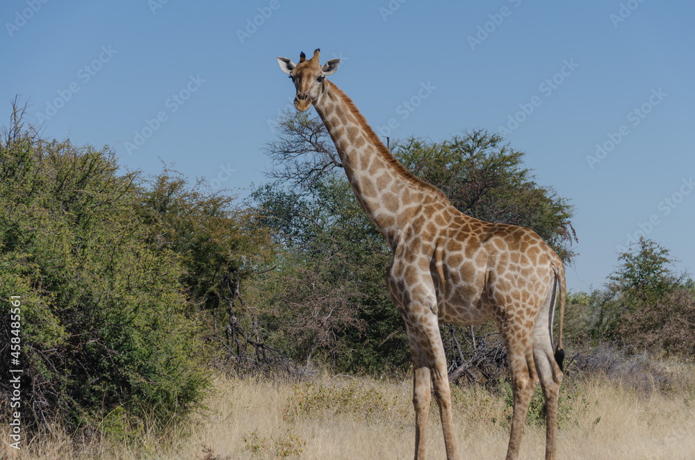 Obraz premium Wildtiere in Südafrika