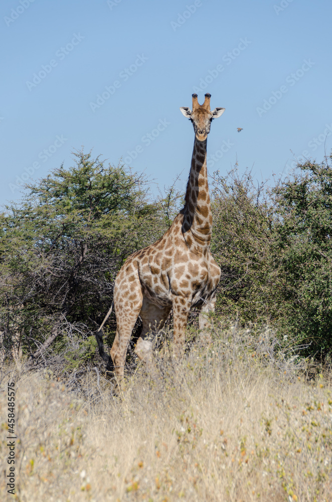Obraz premium Wildtiere in Südafrika