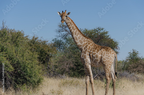Wildtiere in Südafrika