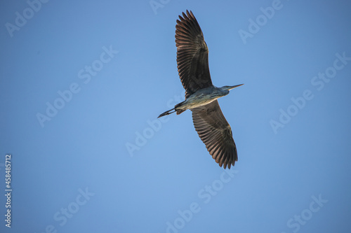 vulture in flight