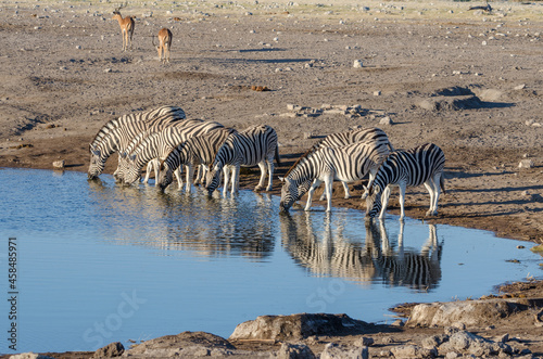 Zebra in Südafrika