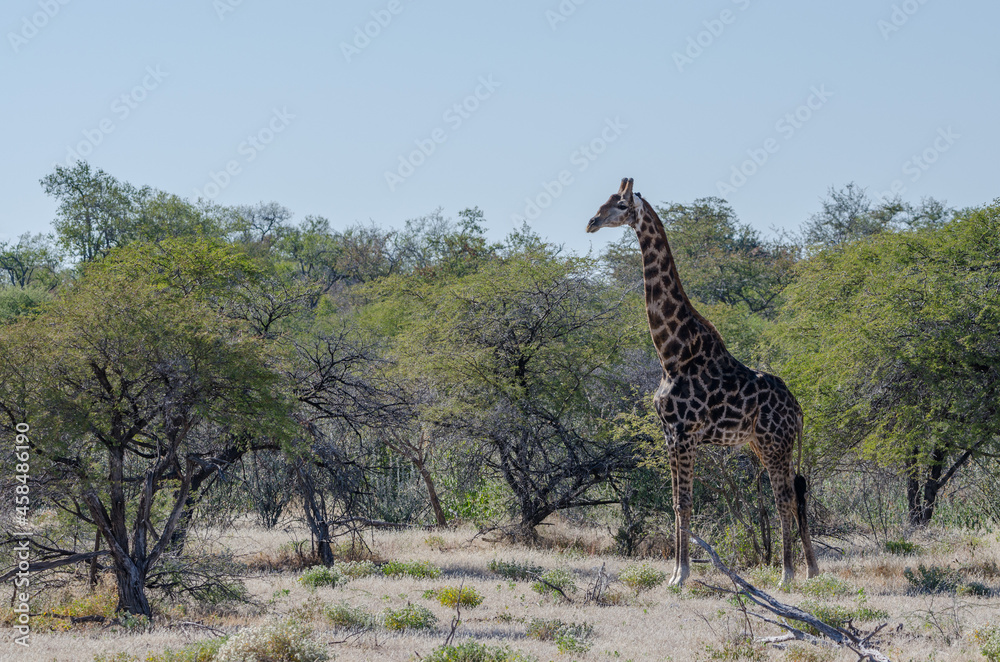 Obraz premium Eine Giraffe in der Steppe von Etosha Südafrika