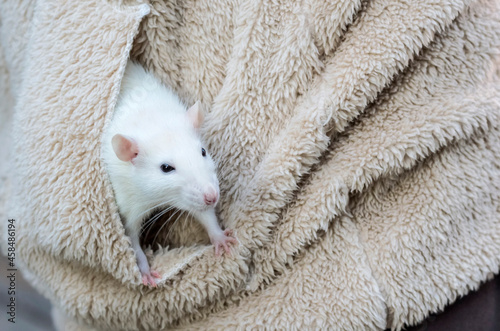 a tame white rat on a walk in the fresh air in a jacket pocket