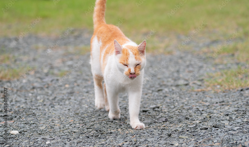 舌を出している猫　茶白猫