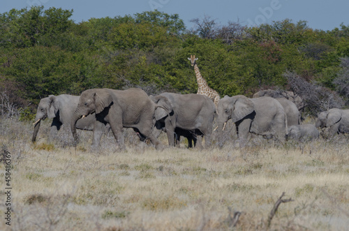 Eine Herde Elefanten in Etosha Südafrika © Sascha