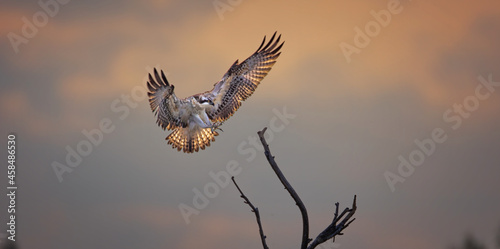 Pandion haliaetus golden eagle lands in the glow and in the rays of the rising sun on a branch.