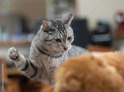 手を振り上げる猫 サバトラ猫