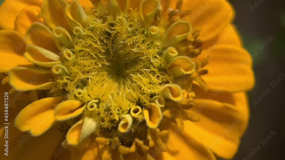 close-up of a yellow flower moving slowly close-up of a yellow flower moving slowly