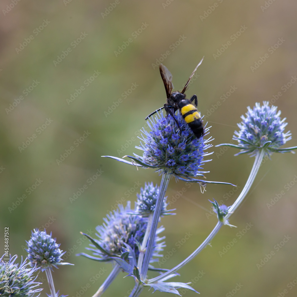 Bee on flowers of eryngium. Bee pollinates a flower in the garden Bee on flowers of eryngium. Bee pollinates a flower in the garden