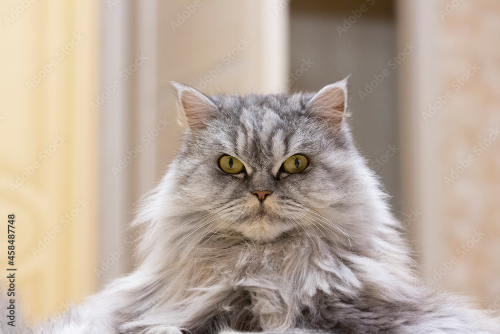Portrait of a thoroughbred cat. A fluffy gray cat with a haughty stern look