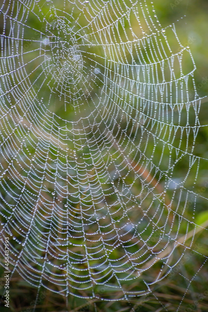Cobweb with dew drops. Can be used as background