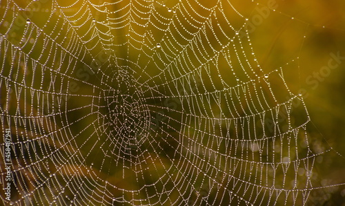 Cobweb with dew drops. Can be used as background © Oleh Marchak