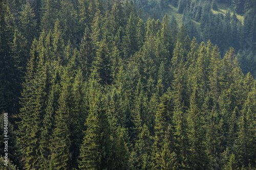 top view of the tops of trees of coniferous forests in the Carpathians
