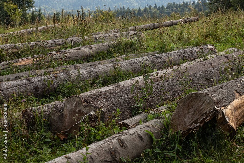 Fototapeta premium A pile of trunks lying on the grass near the forest edge. Stocking of firewood, deforestation. Logs closeup