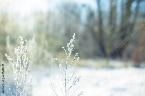 Winter plants in frost in light blue and white colors   © Iryna