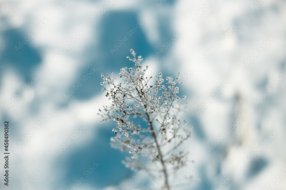 Winter plants in frost in light blue and white colors
Winter plants in frost in light blue and white colors