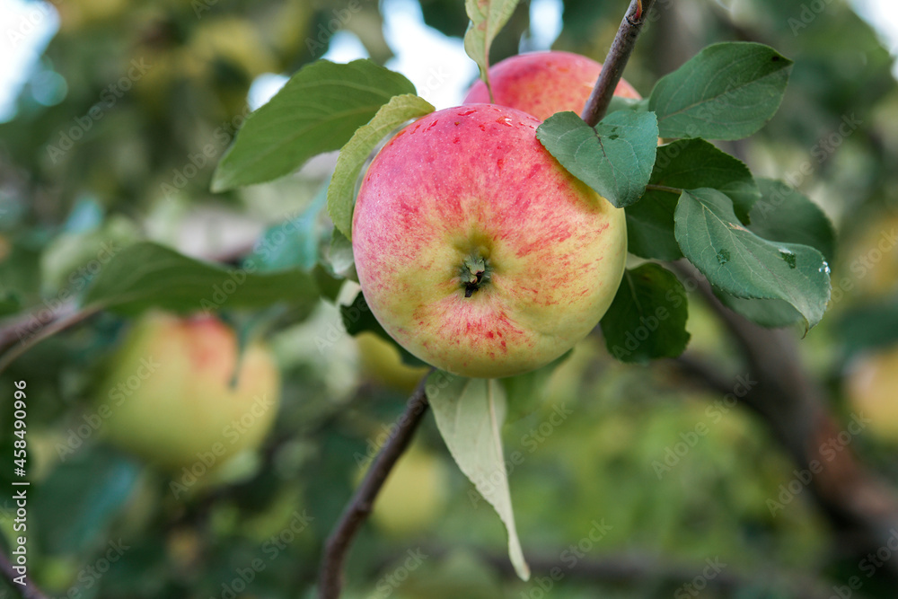 Apples of late, winter varieties on a branch. Apples of late, winter varieties on a branch.