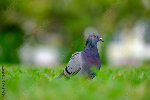 Close up with a single pigeon in the grass.  