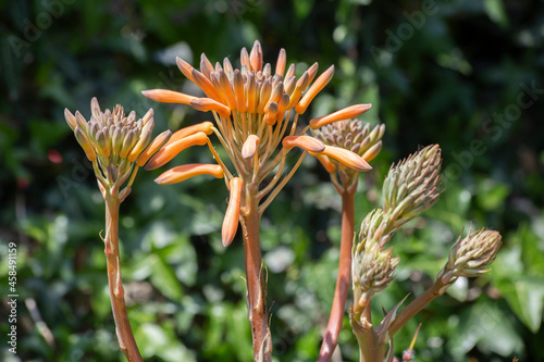 Aloe, Aloe Leptophylla y Aloe Saponaria. aloe maculata plant about to flower. succulent aloe plant. It is endemic to South Africa, although as an ornamental plant it is cultivated in many countries.  photo