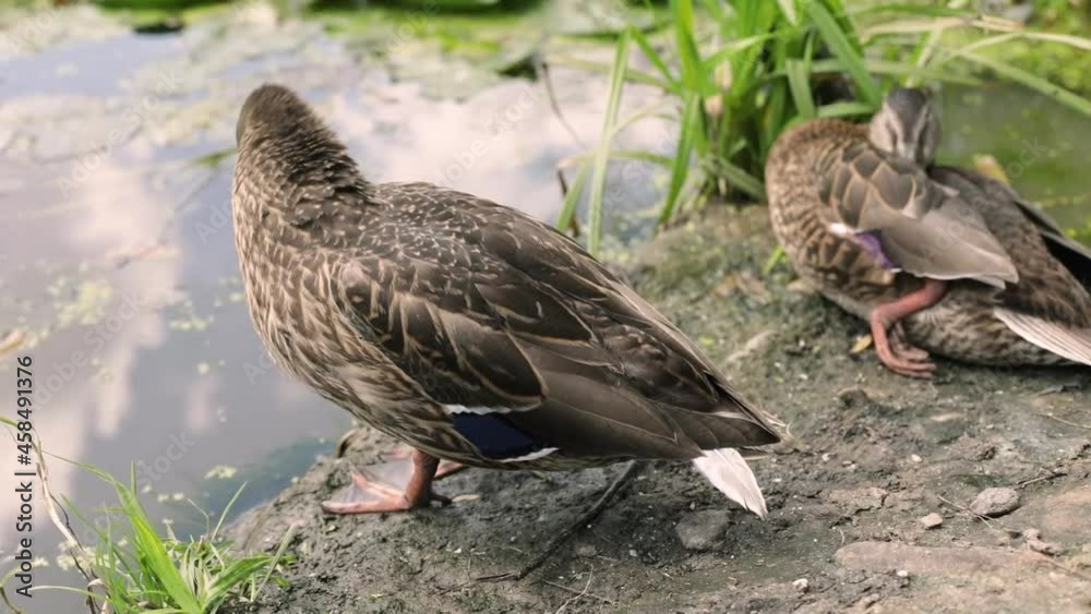 Ducks on the shore. Waterfowl in the summer in the park. The duck stands quietly in the swamp.