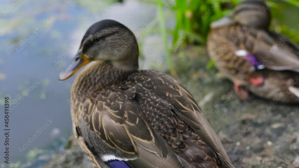 Ducks on the shore. Waterfowl in the summer in the park. The duck stands quietly in the swamp. Ducks on the shore. Waterfowl in the summer in the park. The duck stands quietly in the swamp.