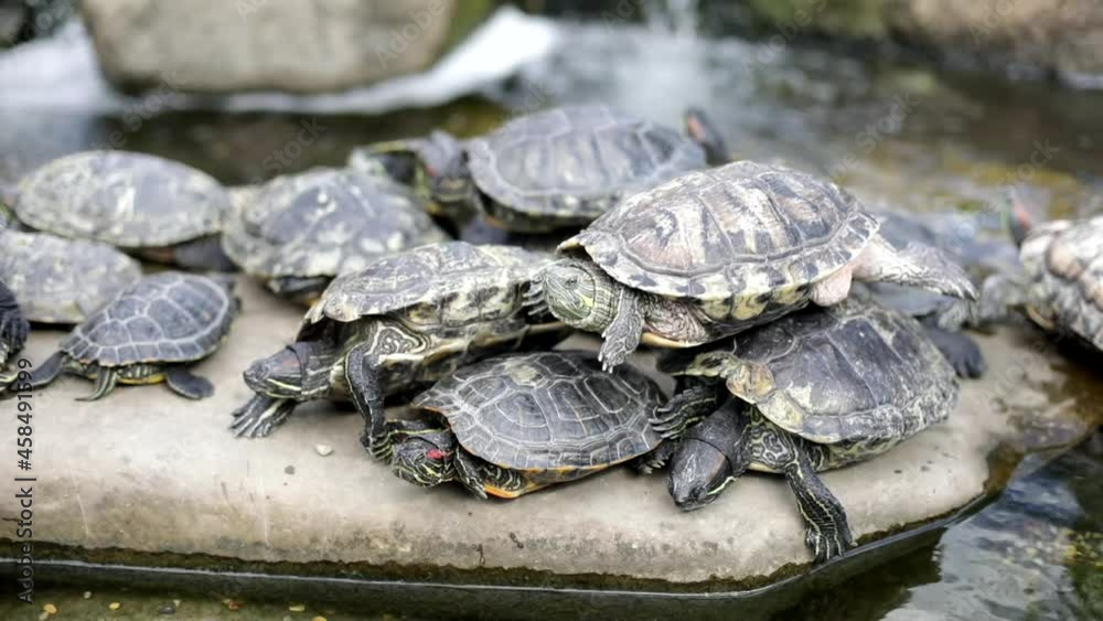 Many turtles sit on the rock. Turtles in the park. Animals bask in the sun. Many turtles sit on the rock. Turtles in the park. Animals bask in the sun.
