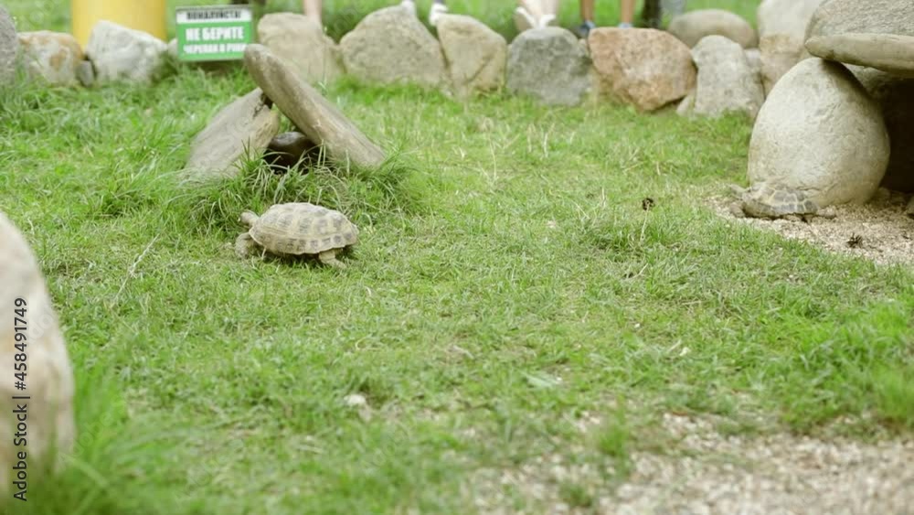 Turtle house in the park. House of stones for an animal. Small zoo with a turtle. Turtle house in the park. House of stones for an animal. Small zoo with a turtle.