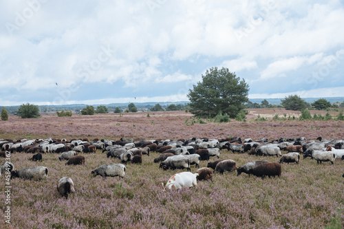 Lots of brown sheep in the heather in Germany. Heathland. Care of the heather by a flock of sheep. Blooming heather in summer	