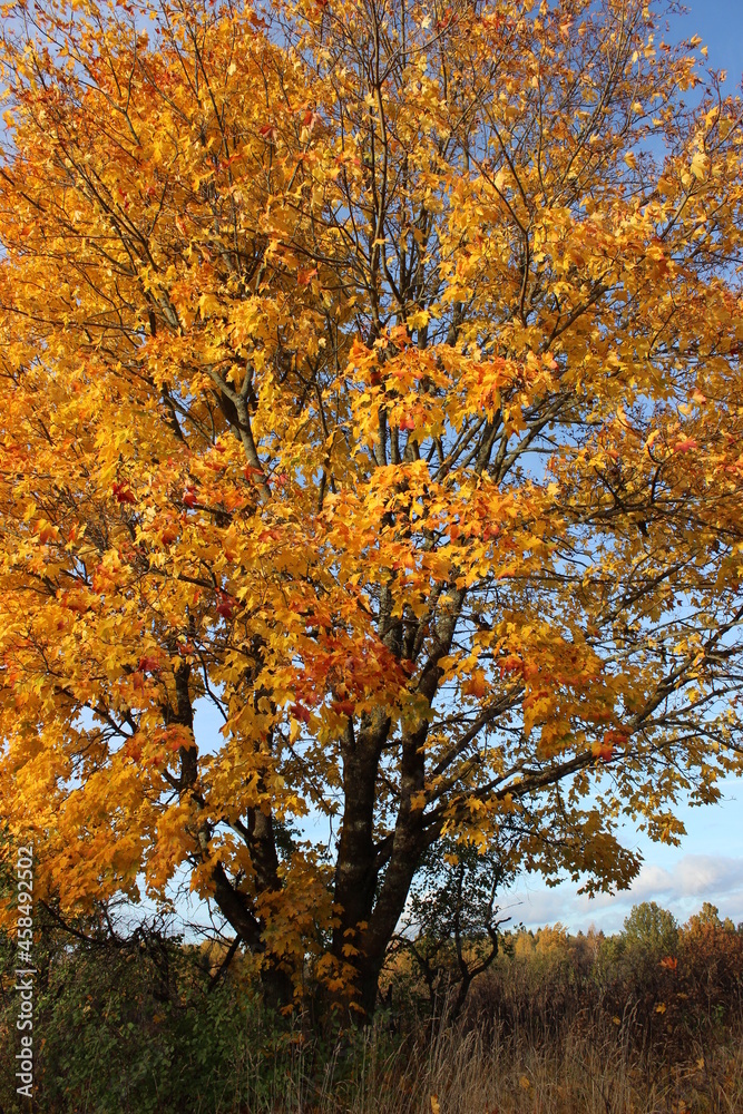 Autumn trees, maple leaves on a blue sky background, autumn landscape.