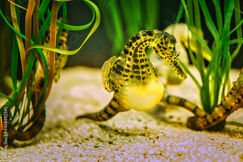 a seahorse in an aquarium. the small green, yellow one has boy in the burrow