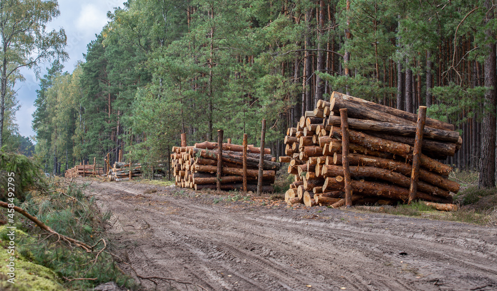 deforestation industry. Felled trees. place of deforestation. Let's protect forests concept. Poland, Masovia