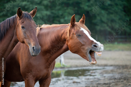Relaxed happy horses in the pasture close up. Portrait