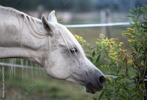 Wallpaper Mural Head of a white arabian horse in the pasture. The horse eats autumn herbs Torontodigital.ca