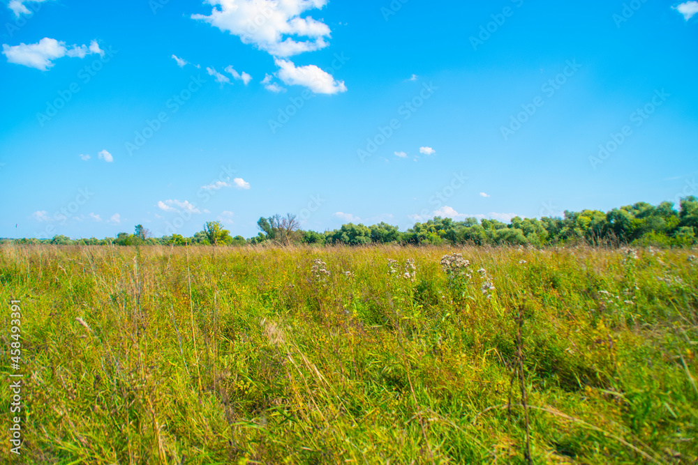 Wild, unkempt after with partially yellowed grass and trees in the background. Summer landscape in the forest in the countryside