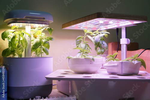 Basil hydroponics with LED photo
