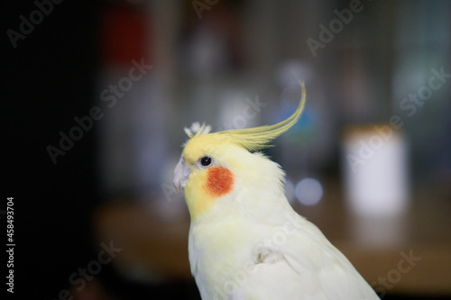 A cockatiel standing alone