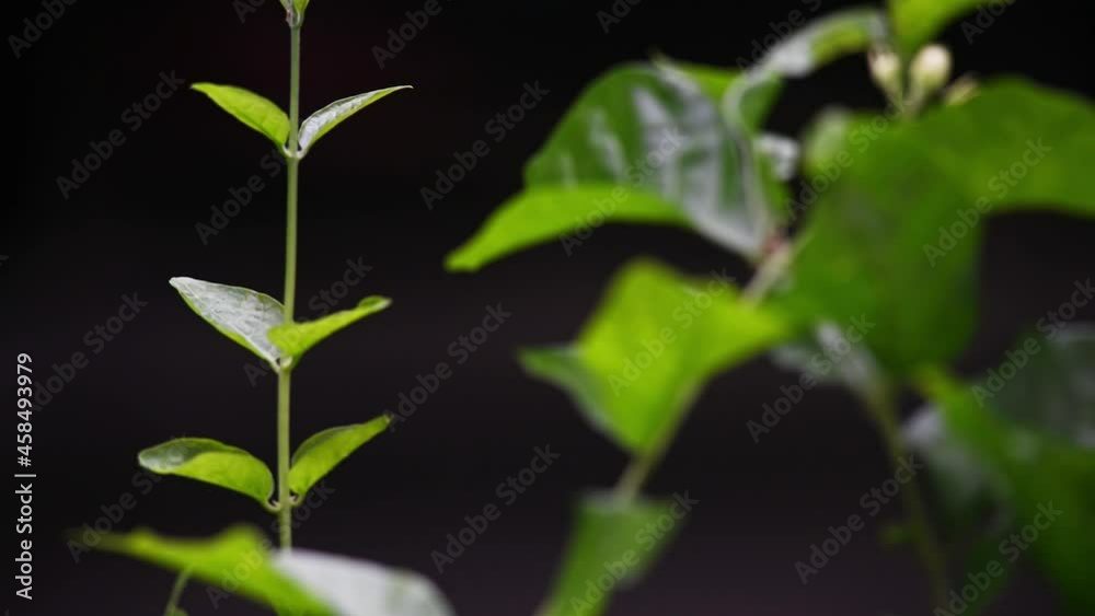 Natural leafs swayed by wind blow. The beautiful green leafs is relaxing romantic. It waving along wind breeze. Green environment concept. Natural leafs swayed by wind blow. The beautiful green leafs is relaxing romantic. It waving along wind breeze. Green environment concept.