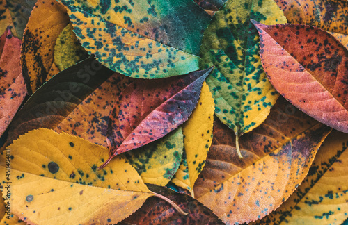 Autumn multicolored yellow red and green leaves background. Wallpaper and background of autumn beautiful leaves of different colors. High quality photo