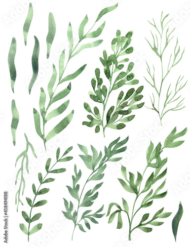 Watercolor hand painted illustration of greens or herbs. Green color.