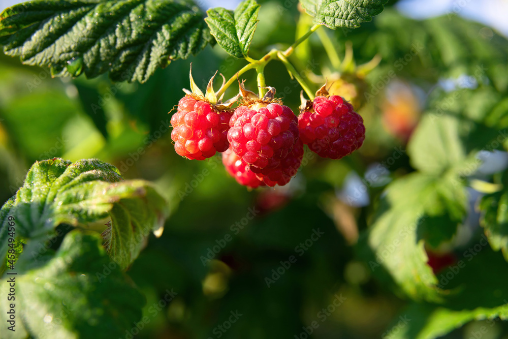 Bunch of ripe juicy sweet red raspberries growing on a branch in the garden Bunch of ripe juicy sweet red raspberries growing on a branch in the garden