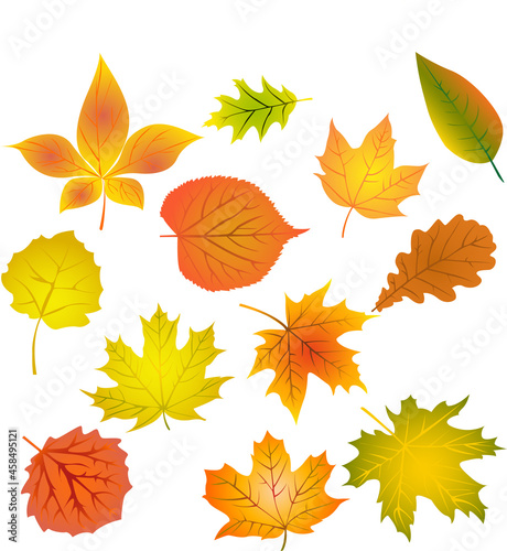 Autumn leaves. Vector illustration, set, sticker, clipart. Traditional elements of autumn design. Background.