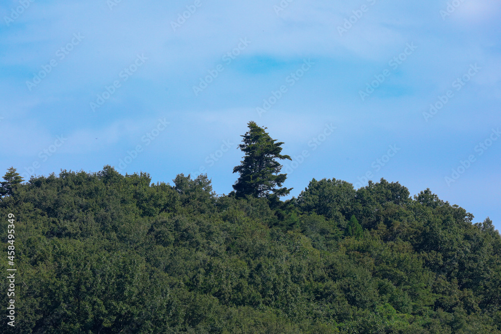 forest in the mountains