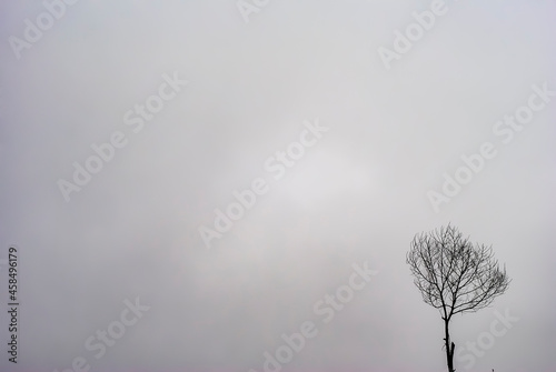 isolated dyeing treecovered in fog, hazy  morning. photo