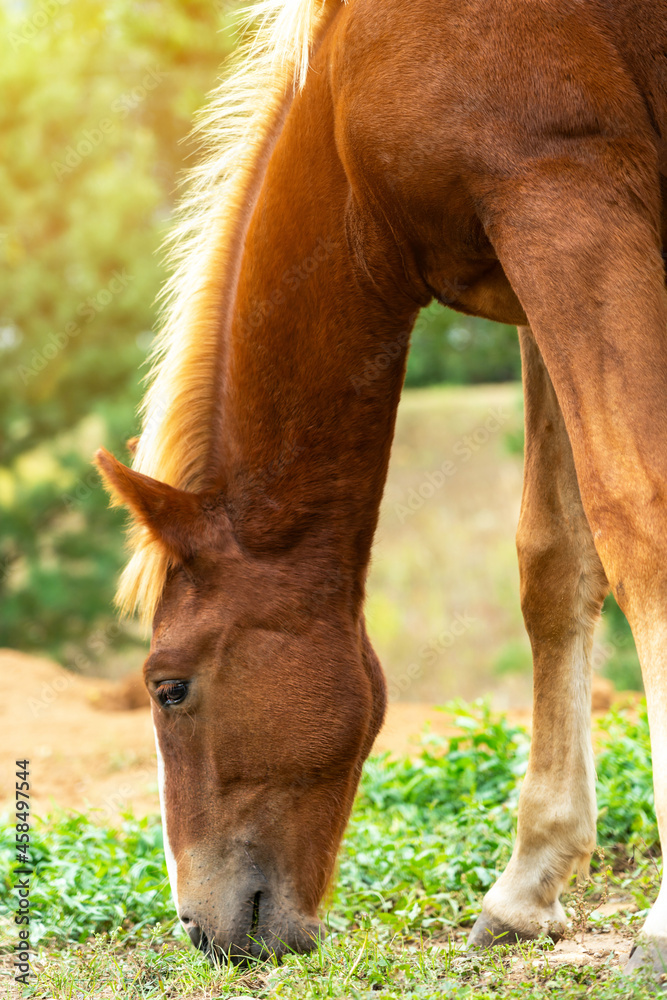 Young chestnut colt eats grass in the field, close-up portrait Young chestnut colt eats grass in the field, close-up portrait