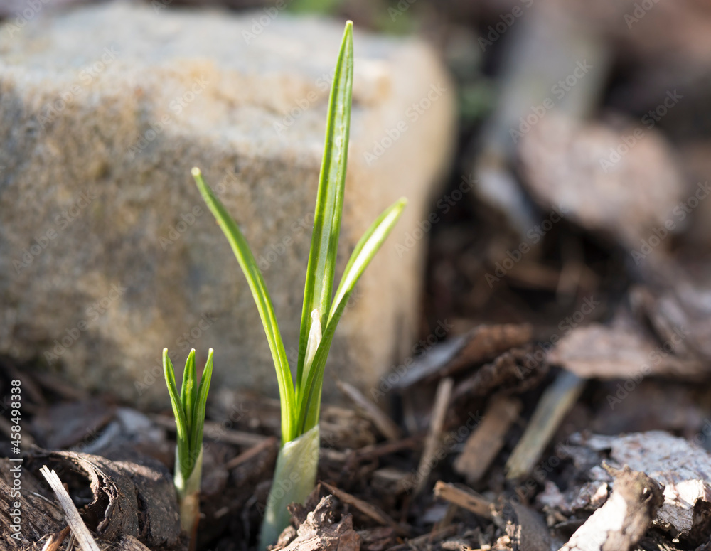 Close up first spring flowers, green leaves of crocus growing up from ground covered by bark at rock garden. Selective focus Close up first spring flowers, green leaves of crocus growing up from ground covered by bark at rock garden. Selective focus